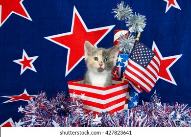 Patriotic calico kitten, blue background with red stars outlined in white, American flag kitten sitting in red and white stripped box tinsel with white stars on table in front of her.