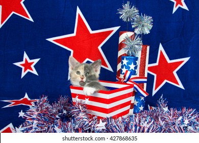 Patriotic calico kitten, blue background with red stars outlined in white, kitten sitting in red and white stripped box tinsel with white stars on table in front of her.