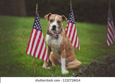 Patriotic Dog with bowtie - Shutterstock ID 1132718414