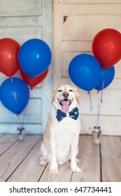 Patriotic Dog In A Bowtie And Balloons