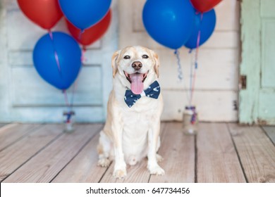 Patriotic Dog in a bowtie and balloons - Shutterstock ID 647734456