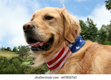 Patriotic Golden Retriever Dog - Powered by Shutterstock