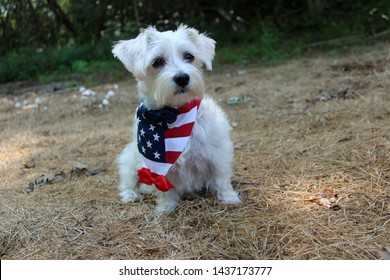 Patriotic Havanese Dog In USA Flag Bandana