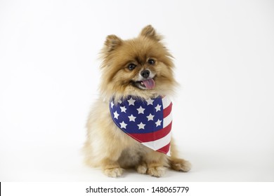 Patriotic Pomeranian With American Flag Bandana