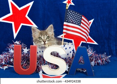 Patriotic tabby kitten, blue background with red stars outlined in white, kitten sitting in white box with blue stars and tinsel with red white blue U.S.A. blocks in front of him her, flag held high