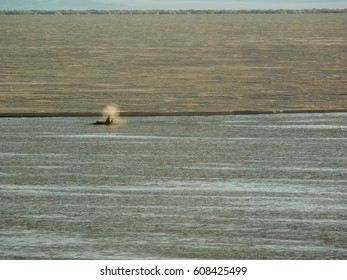 Patrolling Orcas McMurdo Sound