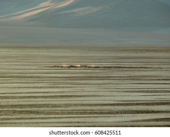 Patrolling Orcas McMurdo Sound