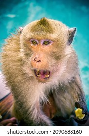 Pattaya Chonburi Thailand February 1 2017. Wet Macaque Monkey Sitting Onboard A Boat. Wild Macaque Monkey With Open Mouth Eating Something. Furry Primate At Sea. Blue Water Background.