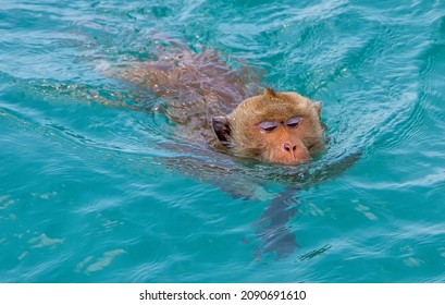 Pattaya Chonburi Thailand February 1 2017. Adult Macaque Monkey Swimming In The Ocean. Monkey Getting Wet At Sea. Primate Swimming In Thailand. Close Up Of Wet Animal. Clear Blue Water.