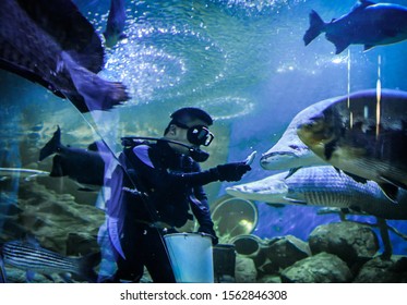 PATTAYA THAILAND NOVEMBER 09 2019 , Diver In Pattaya Underwater World Perform Live Feeding The Fish In Large Underwater Fish Tank