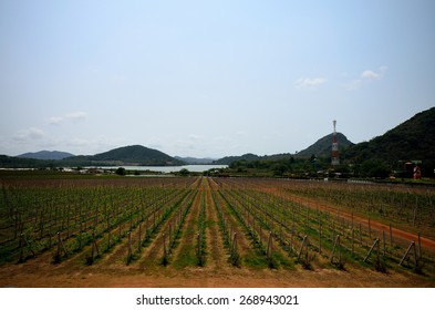 PATTAYA, THAILAND -  Silverlake Grape Farm