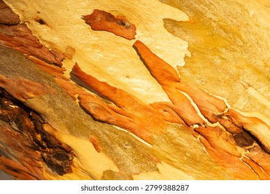 A Patter of Eucalyptus Bark