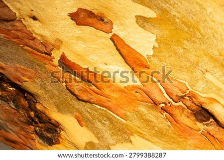 A Patter of Eucalyptus Bark