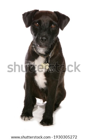 Patterdale terrier dog isolated on a white background
