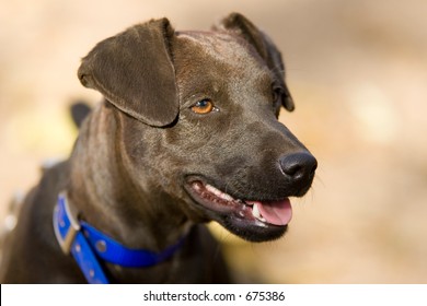 Patterdale Terrier Head