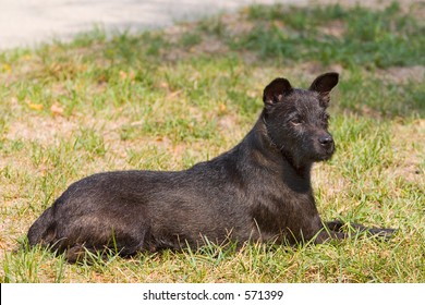 Patterdale Terrier Resting