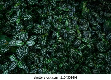 Pattern Of Aluminium Plant Leaves