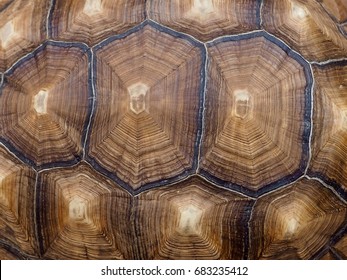 Pattern Back Turtle Stock Photo 683235412 | Shutterstock