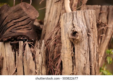 Pattern background old tree stump : texture of tree stump