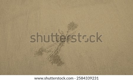 pattern and background on the sandbeach 