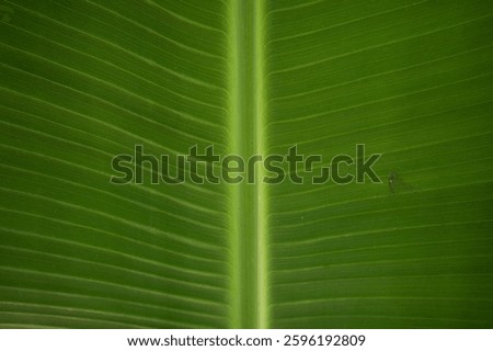 The pattern of banana leaf is great for a wallpaper