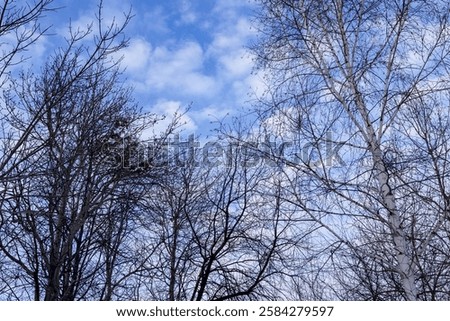 Similar – Image, Stock Photo Bare bushes by small lake in meadow in nature reserve