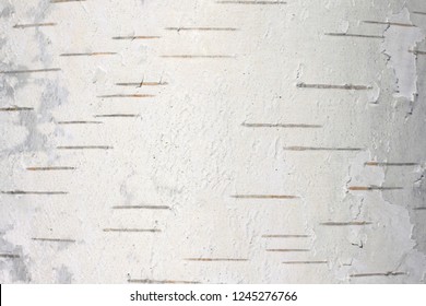 Pattern Of Birch Bark With Black Birch Stripes On White Birch Bark And With Wooden Birch Bark Texture