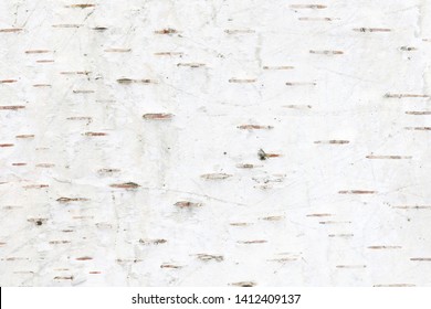 Pattern Of Birch Bark With Black Birch Stripes On White Birch Bark And With Wooden Birch Bark Texture