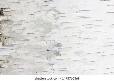 Pattern Of Birch Bark With Black Birch Stripes On White Birch Bark And With Wooden Birch Bark Texture