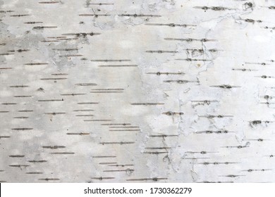 Pattern Of Birch Bark With Black Birch Stripes On White Birch Bark And With Wooden Birch Bark Texture