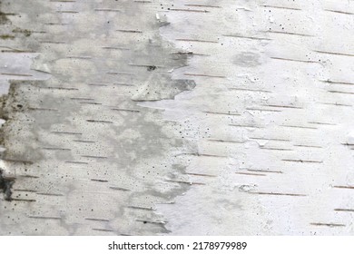 Pattern Of Birch Bark With Black Birch Bark Stripes On White Birch Bark And With Wooden Birch Bark Texture