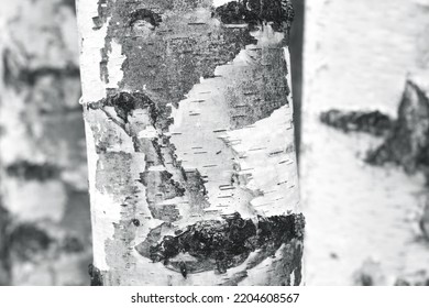 pattern of birch bark with black birch stripes on white birch bark and with wooden birch bark texture