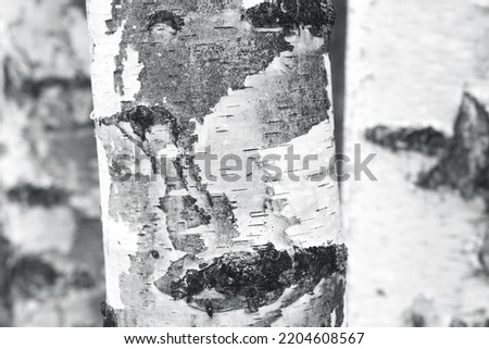 pattern of birch bark with black birch stripes on white birch bark and with wooden birch bark texture