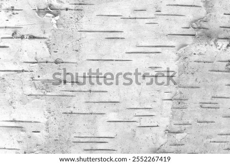 pattern of birch bark with black birch stripes on white birch bark and with wooden birch bark texture