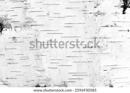 pattern of birch bark with black birch stripes on white birch bark and with wooden birch bark texture