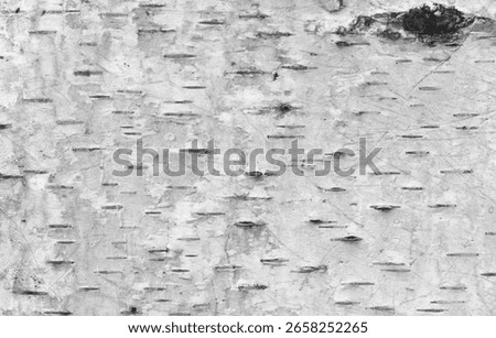 pattern of birch bark with black birch stripes on white birch bark and with wooden birch bark texture