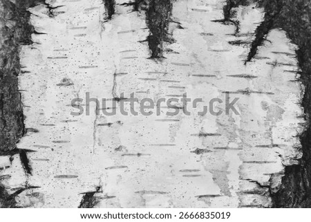 pattern of birch bark with black birch stripes on white birch bark and with wooden birch bark texture