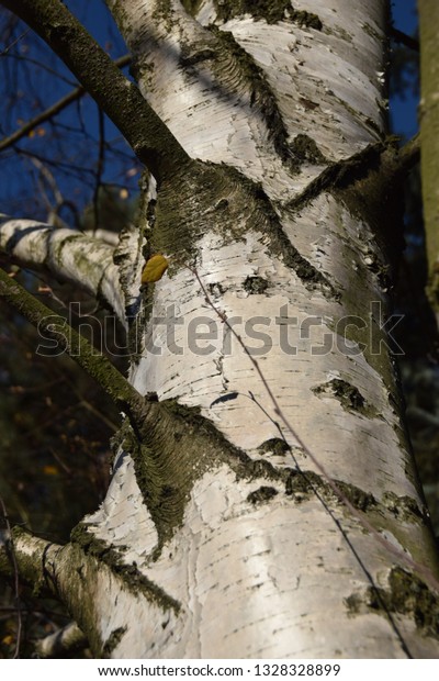 pictures-of-a-birch-black-sweet