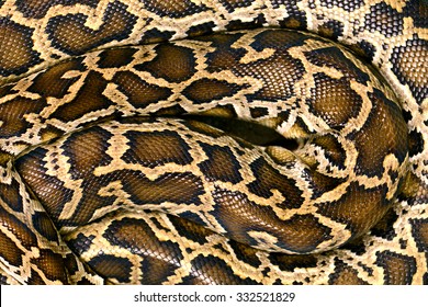Pattern Boa Snake skin abstract textured 