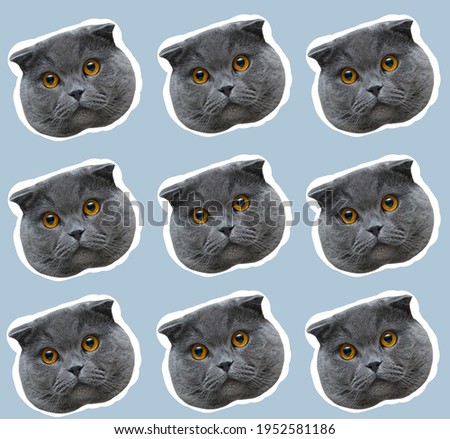 Pattern of british cat faces with white contour, on background of blue color. Contemporary artwork collage concept.