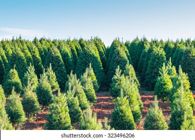 a pattern of Christmas tree garden on day time 