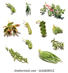 Pattern of Closeup Succulent Plants in Sunlight