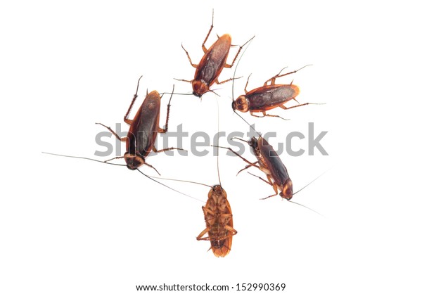 Pattern Cockroach On White Background Stock Photo 152990369 | Shutterstock