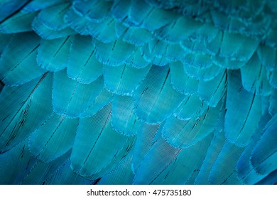 Pattern of colorful feathers