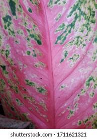 Pattern of colorful leaf background