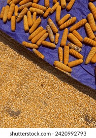 Pattern of corn drying in the sun