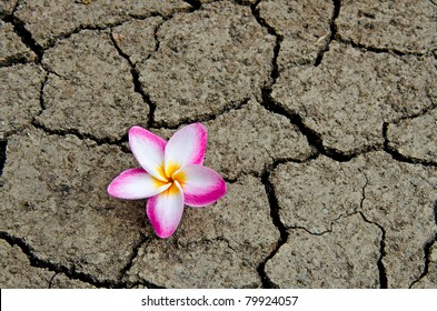 Pattern of cracked and dried soil With a Plumeria pink flower.
