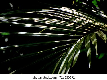 Pattern created by palm leaves and lightning
