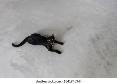 The pattern cute black cat