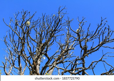 Pattern design photography, the branches of the leafless trees, with deep blue sky background, selective focus point.